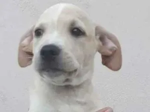 Cachorro raça Mix idade 2 a 6 meses nome Thor