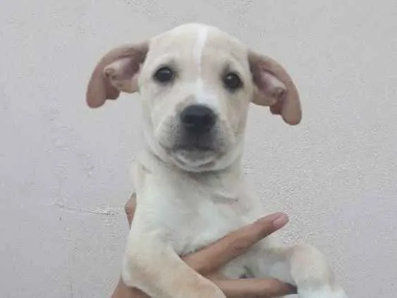 Cachorro ra a Mix idade 2 a 6 meses nome Thor