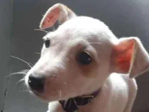 Cachorro raça srd idade 2 a 6 meses nome filhote2