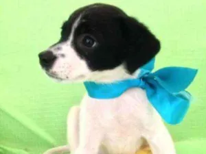 Cachorro raça srd idade  nome filhotes1