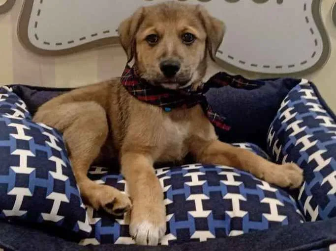 Cachorro ra a SRD idade 2 a 6 meses nome Balú