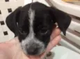 Suzi