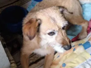 Cachorro raça Sem raça definida idade 6 ou mais anos nome Barbuda