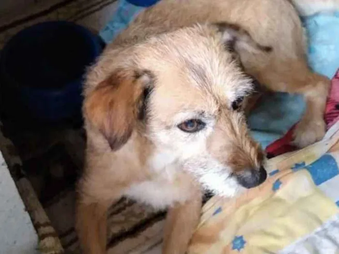Cachorro ra a Sem raça definida idade 6 ou mais anos nome Barbuda