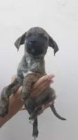 Titi