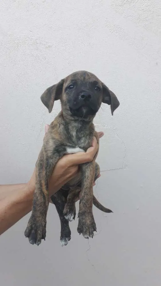Cachorro ra a SRD idade 2 a 6 meses nome Titi