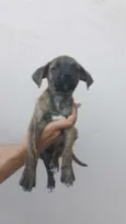Titi