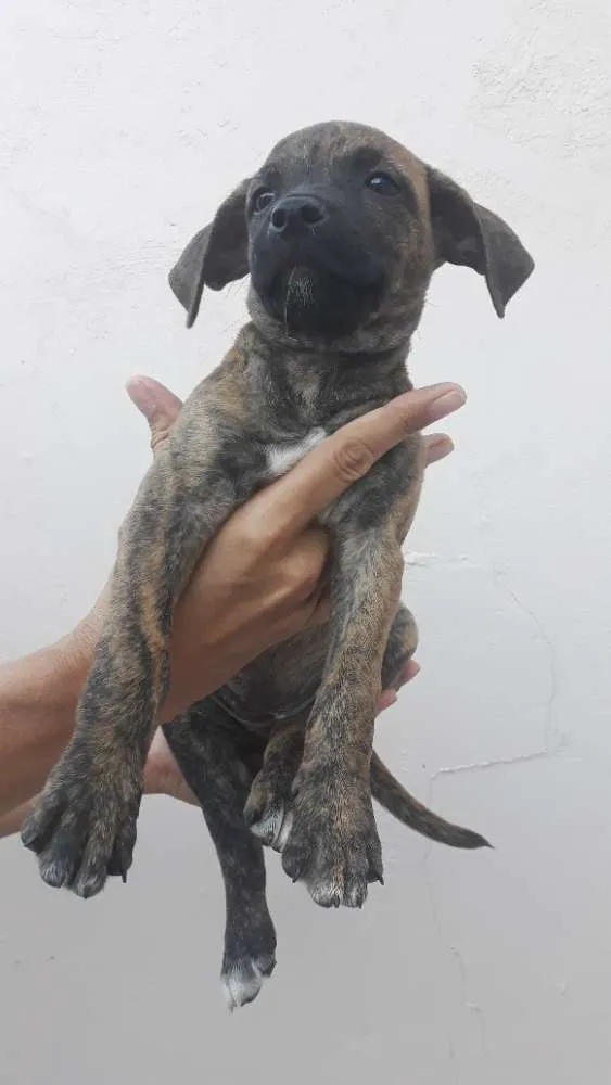 Cachorro ra a SRD idade 2 a 6 meses nome Titi