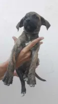 Titi