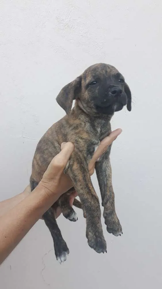 Cachorro ra a SRD idade 2 a 6 meses nome Titi