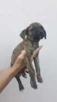 Titi