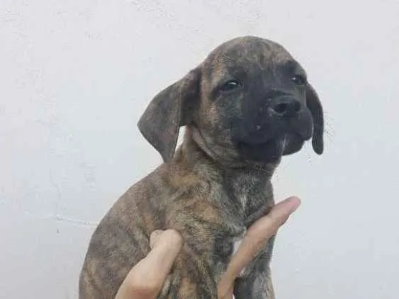 Cachorro ra a SRD idade 2 a 6 meses nome Titi