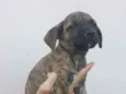 Titi