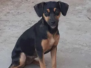 Cachorro raça Srd idade 7 a 11 meses nome Nina