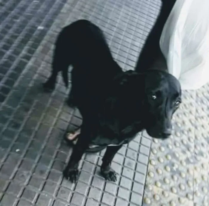 Cachorro ra a SRD idade 1 ano nome Nega