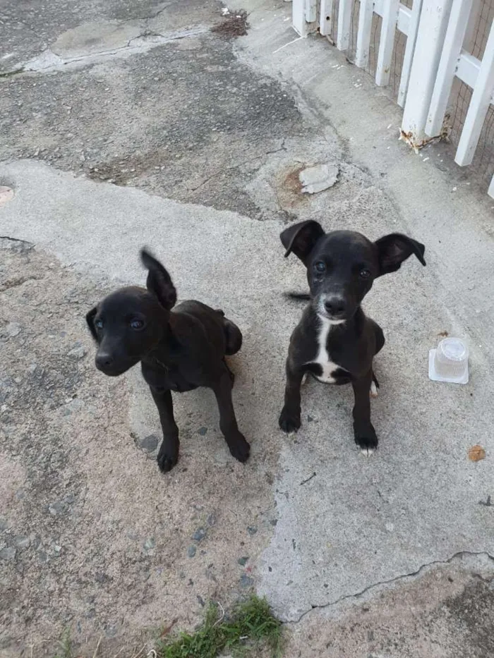 Cachorro ra a Srd idade 2 a 6 meses nome July