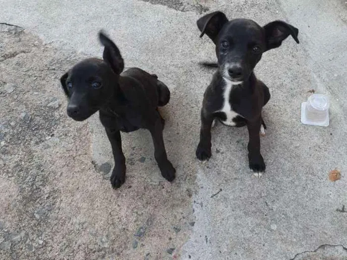 Cachorro ra a Srd idade 2 a 6 meses nome July