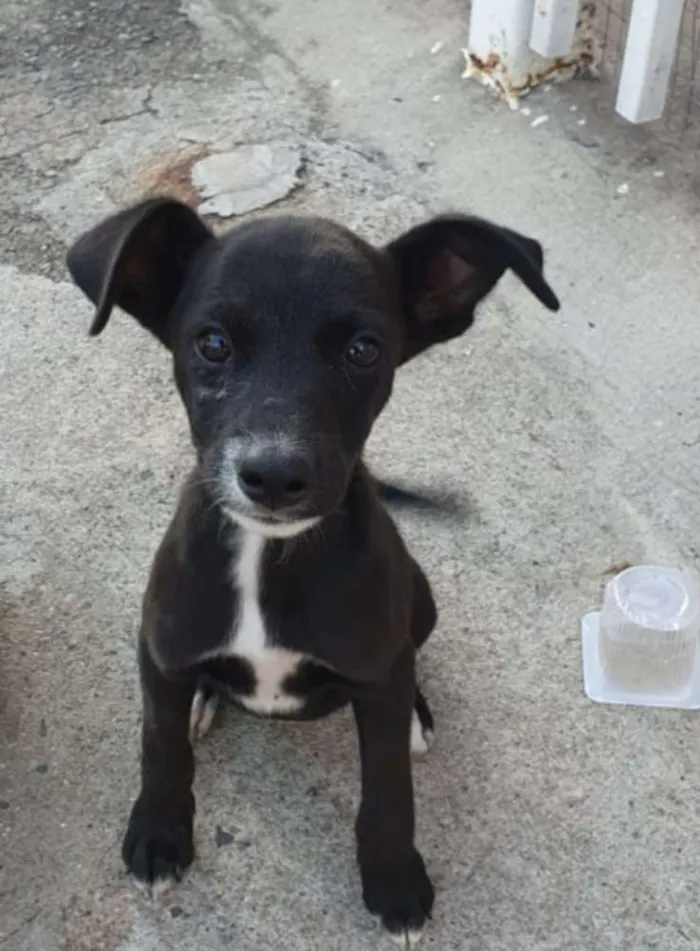 Cachorro ra a Srd idade 2 a 6 meses nome July