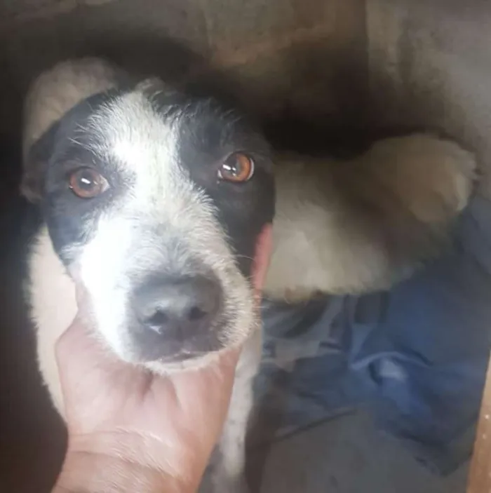 Cachorro ra a SRD idade 1 ano nome Kuka