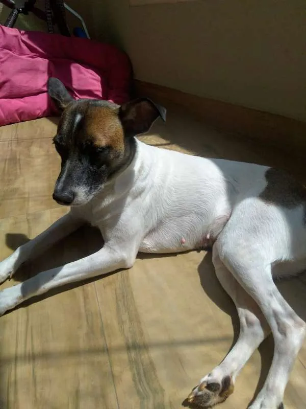 Cachorro ra a SRD idade 1 ano nome Luna