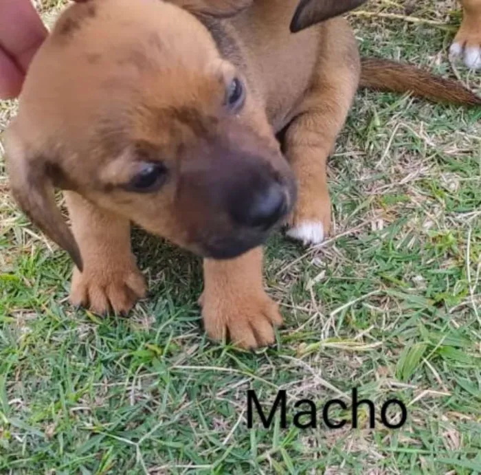Cachorro raça SRD idade Abaixo de 2 meses nome Filhotes Gabriel