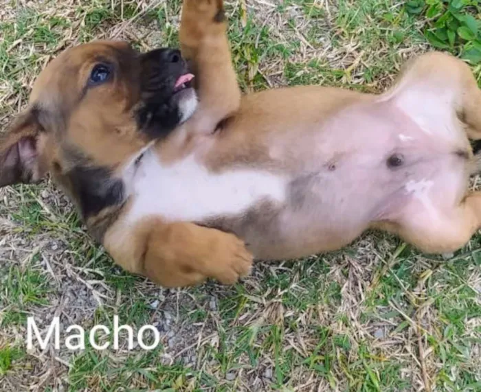Cachorro raça SRD idade Abaixo de 2 meses nome Filhotes Gabriel