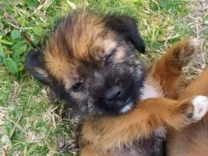 Cachorro raça SRD idade Abaixo de 2 meses nome Filhotes Gabriel