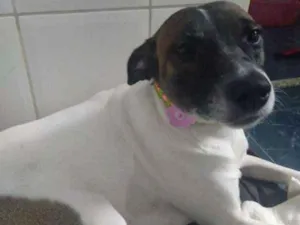 Cachorro raça SRD idade 1 ano nome Luna