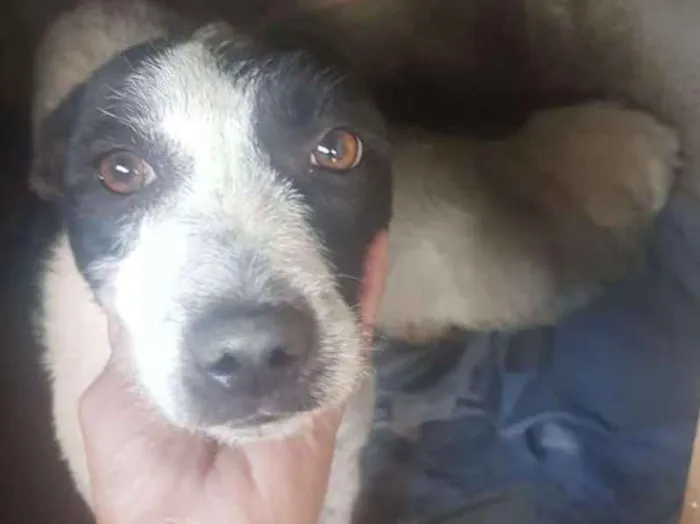 Cachorro ra a SRD idade 1 ano nome Kuka