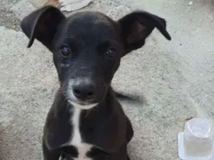 Cachorro raça Srd idade 2 a 6 meses nome July