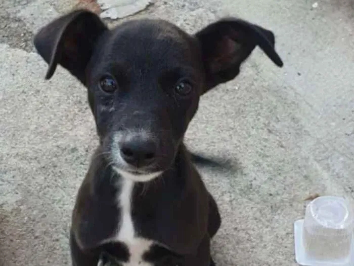 Cachorro ra a Srd idade 2 a 6 meses nome July