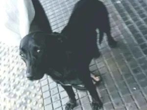 Cachorro raça SRD idade 1 ano nome Nega
