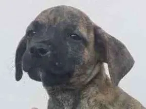 Cachorro raça SRD idade 2 a 6 meses nome Titi