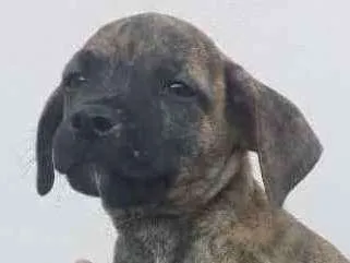 Cachorro ra a SRD idade 2 a 6 meses nome Titi