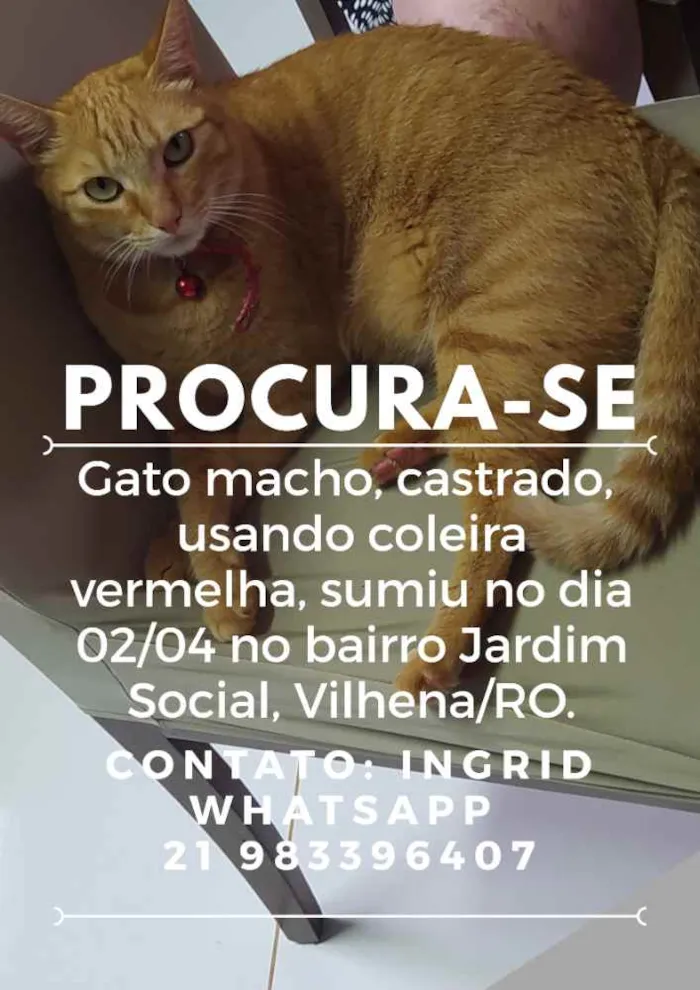 Gato ra a Vira lata idade 4 anos nome Lali