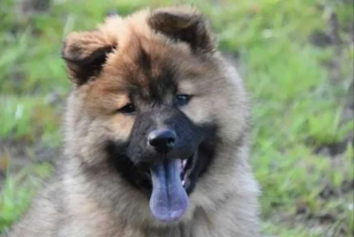 Cachorro ra a Chow Chow mestiça  idade 2 a 6 meses nome Tokio