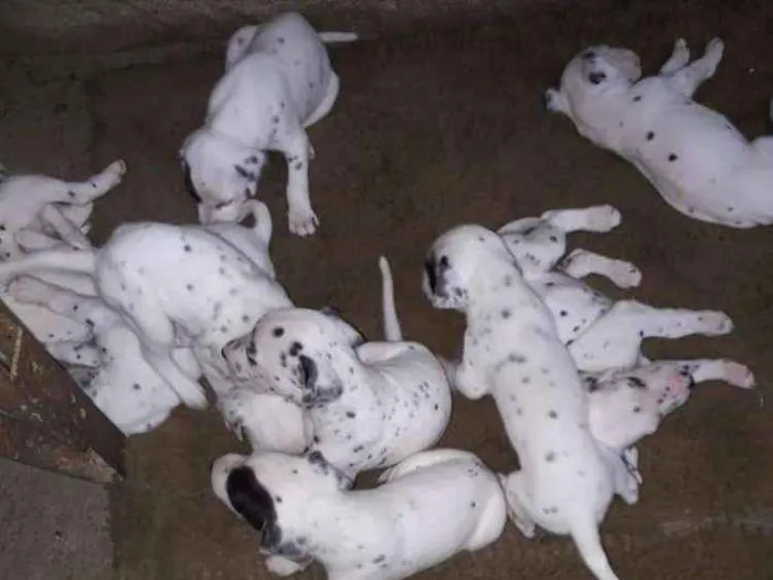 Cachorro ra a Dalmatas idade Abaixo de 2 meses nome Filhotes