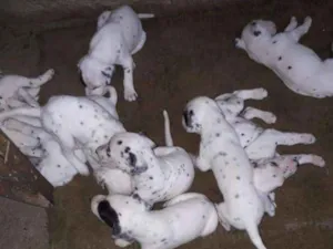 Cachorro raça Dalmatas idade Abaixo de 2 meses nome Filhotes