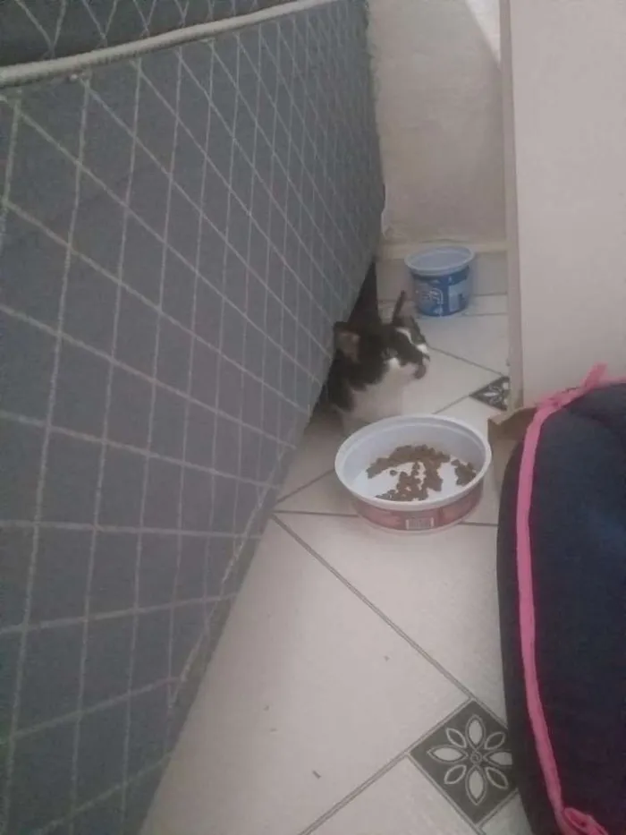 Gato ra a Srd  idade 2 a 6 meses nome Chamo ela de (luna)