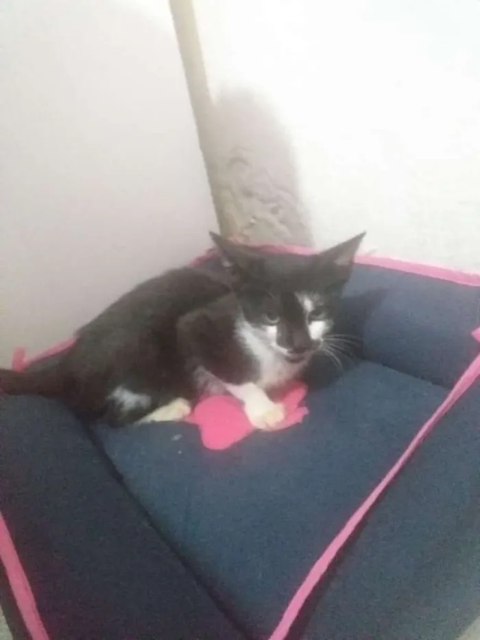 Gato ra a Srd  idade 2 a 6 meses nome Chamo ela de (luna)