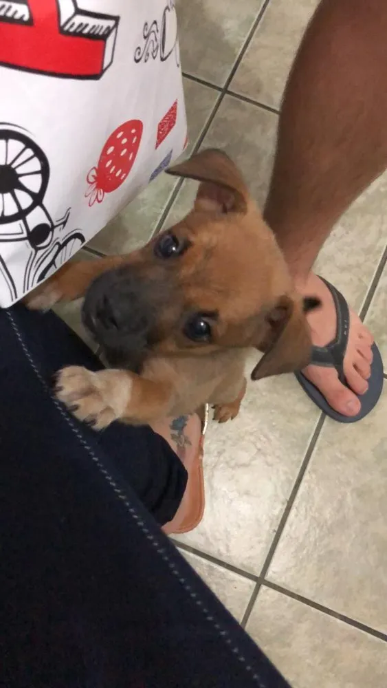 Cachorro ra a Não sei  idade Abaixo de 2 meses nome Não sei 