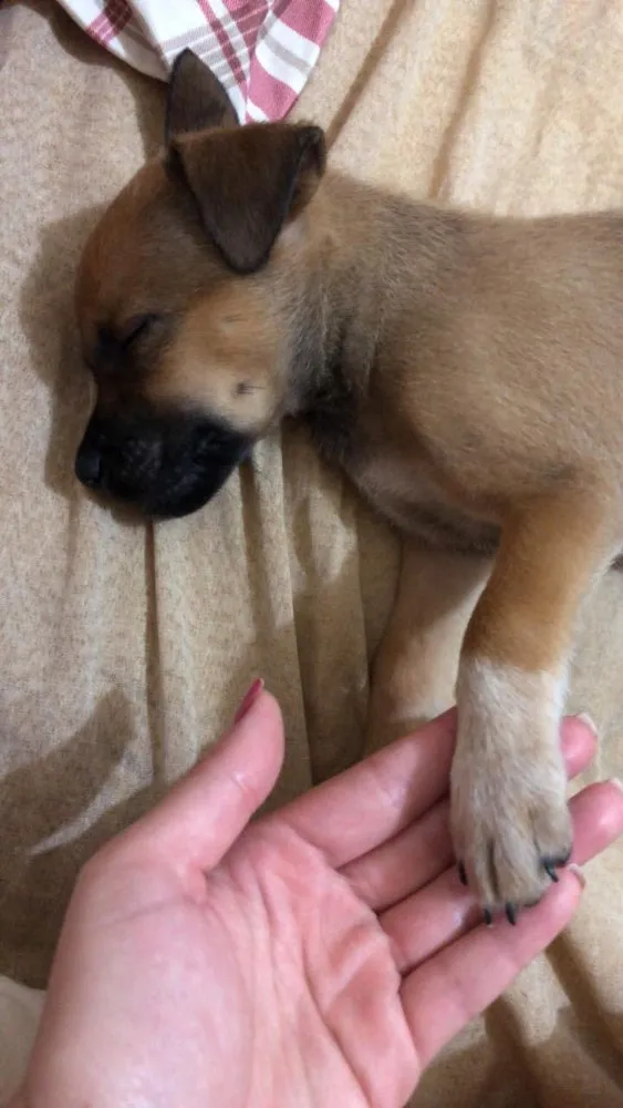Cachorro ra a Não sei  idade Abaixo de 2 meses nome Não sei 