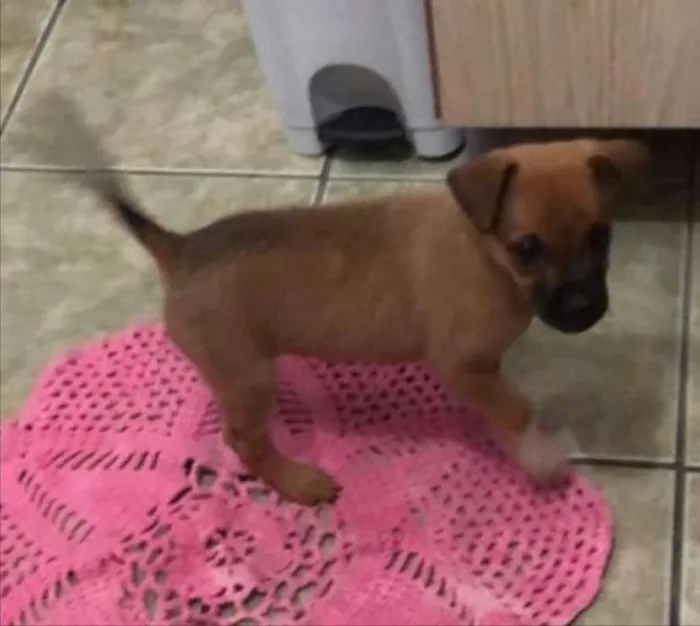 Cachorro ra a Não sei  idade Abaixo de 2 meses nome Não sei 