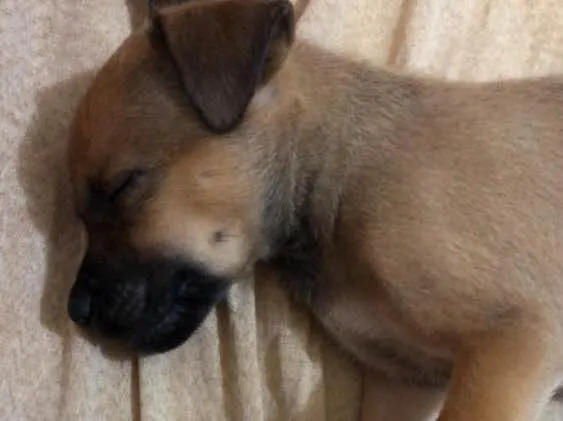 Cachorro ra a Não sei  idade Abaixo de 2 meses nome Não sei 