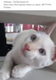 Mingau 