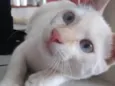 Mingau 