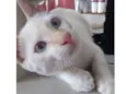 Mingau 