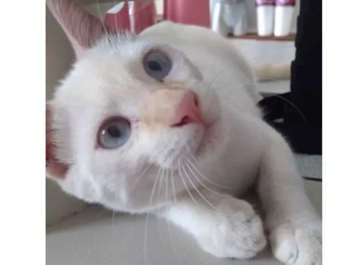 Gato ra a Não sei  idade 2 a 6 meses nome Mingau 