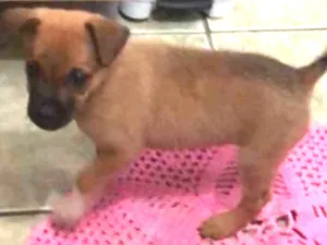 Cachorro raça Não sei  idade Abaixo de 2 meses nome Não sei 