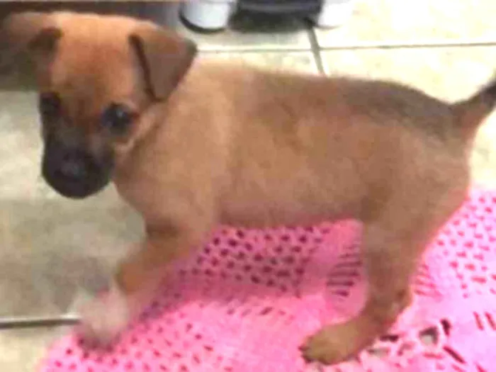 Cachorro ra a Não sei  idade Abaixo de 2 meses nome Não sei 